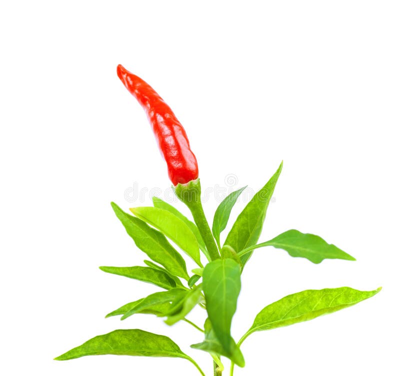 Red chili pepper border stock photo. Image of fruit, agriculture 38088522