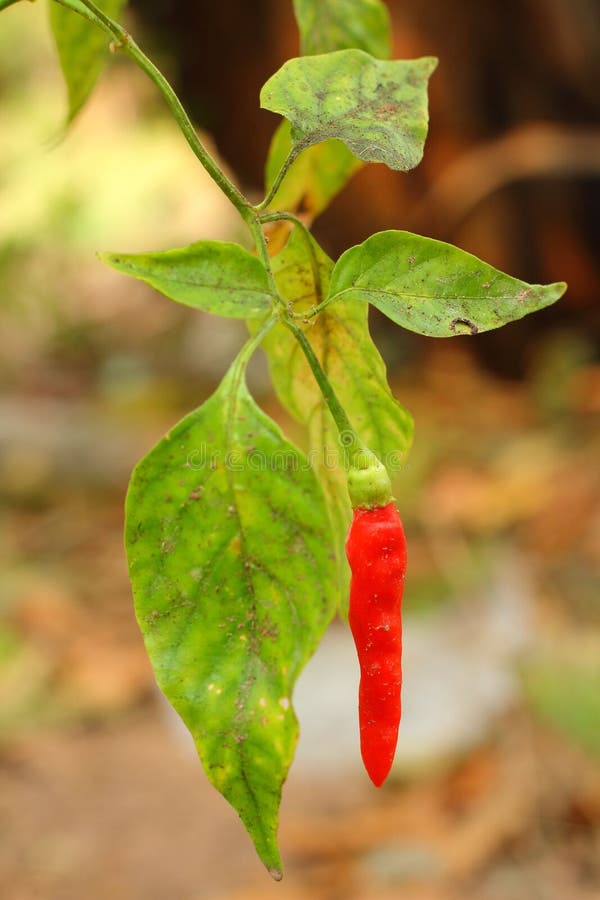 Red chili pepper stock image. Image of eating, healthy 30886727