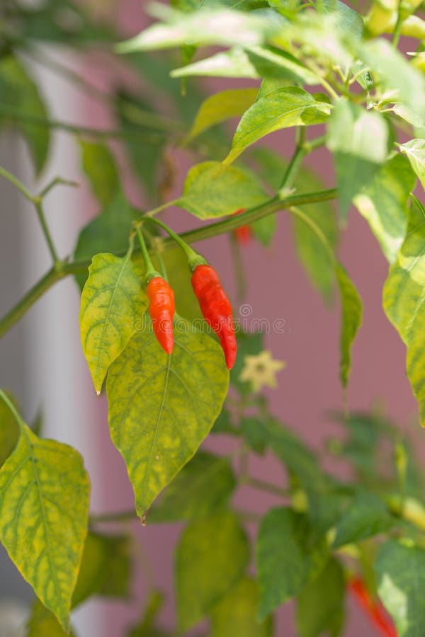 Red chili pepper in garden stock photo. Image of growth 65416252