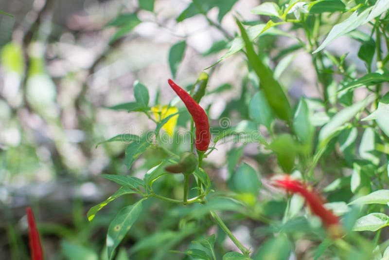 Red Chili Pepper Growing in Garden Stock Image Image of tasty