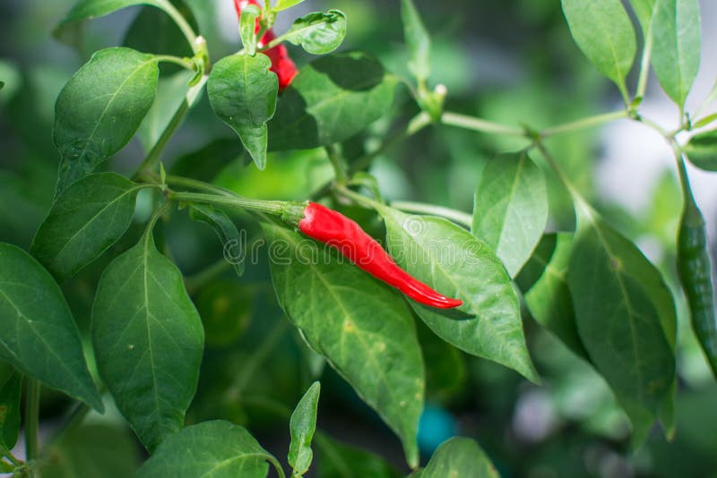 Red Chili Pepper Growing in Garden Stock Image Image of rural, leaf