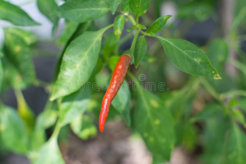 Red Chili Pepper Growing in Garden Stock Image Image of agriculture
