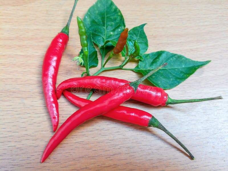Red Chili Pepper Isolated on White Background Stock Photo Image of