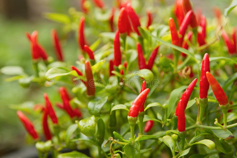 Red chili pepper plant