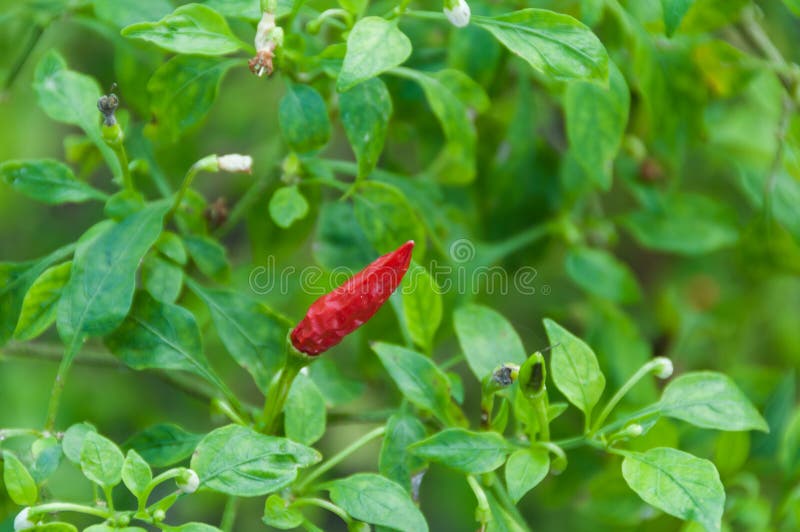Red chili pepper plant