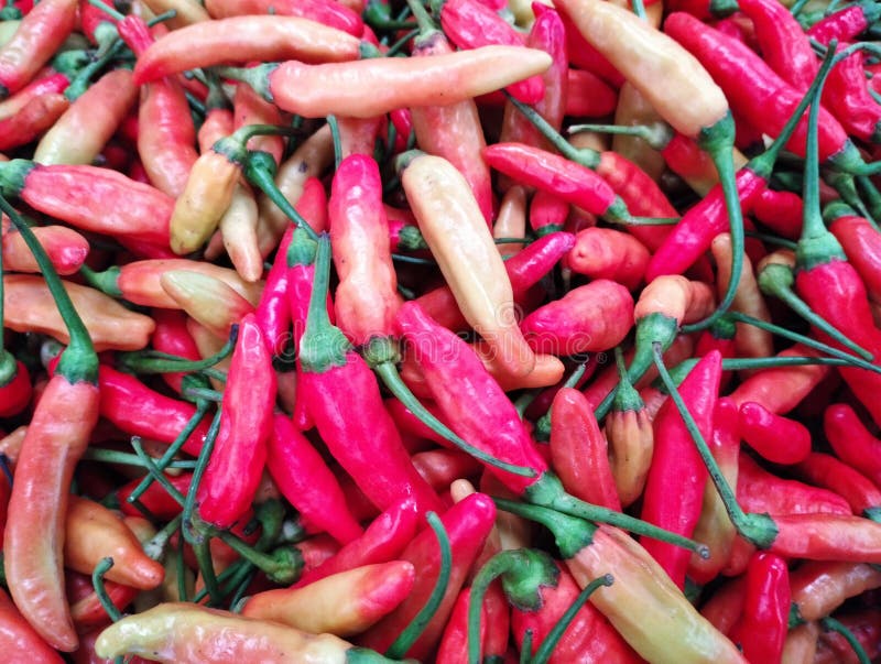 The Red Chili Pepper that is in a Traditional Shopping Center Stock