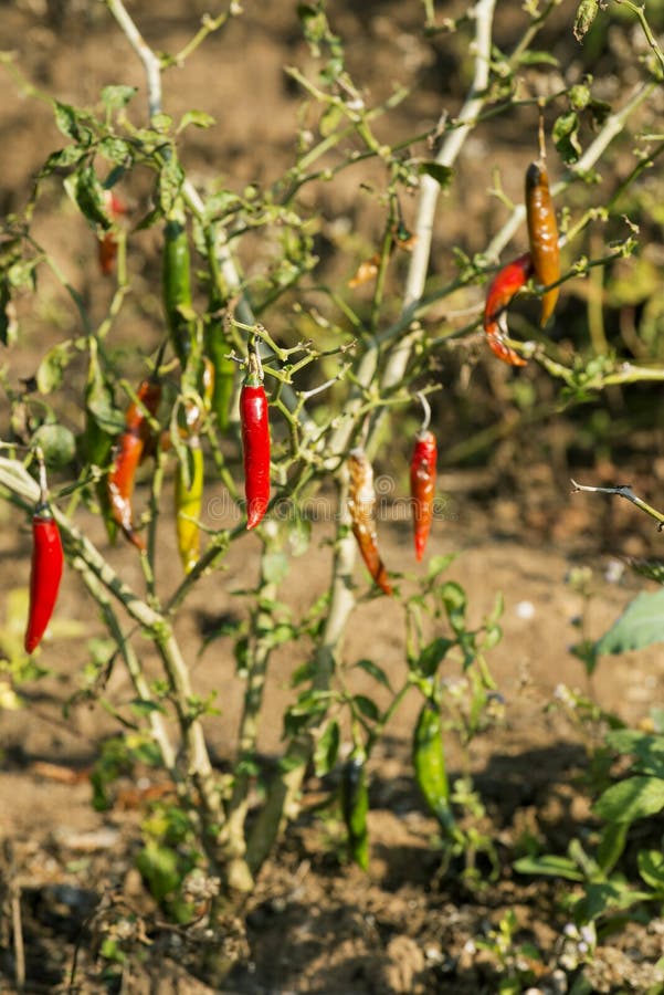 Red Chili Pepper on Tree in the Bush Stock Photo Image of food