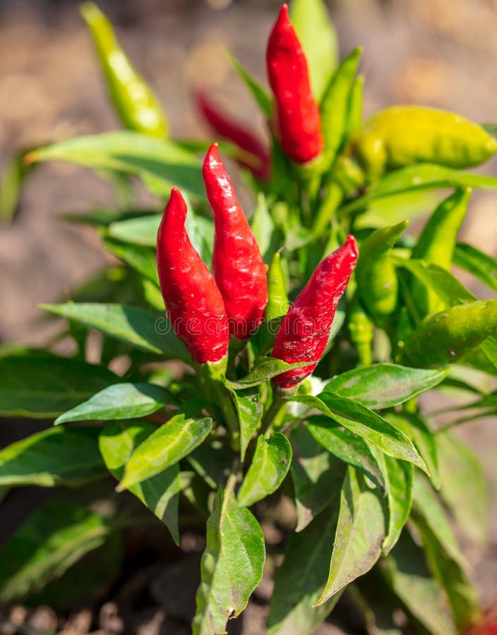 Red Chili Peppers on the Plant in the Garden Stock Image Image of