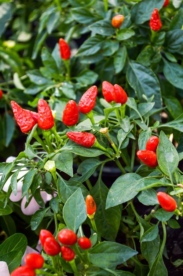 Red chili tree stock photo. Image of spicy, plant, produce 48653590