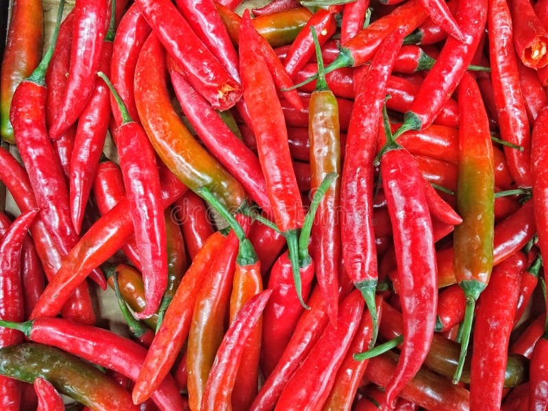 Red Chilis stock photo. Image of closeup, cayenne, detail 24506158