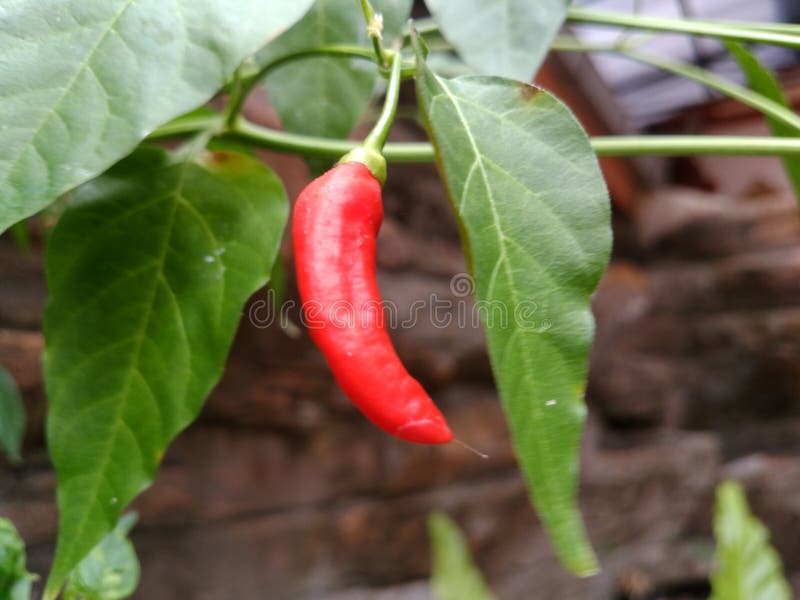 Red Pepper Hanging on the Tree Stock Photo Image of hanging, pepper