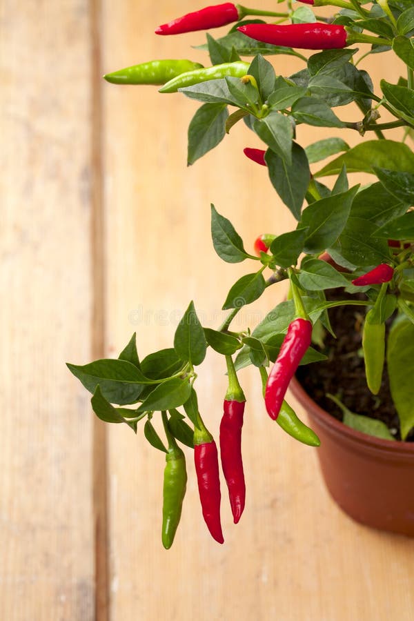 Red Chilli Pepper Plant, Very Hot Stock Photo Image of chillies