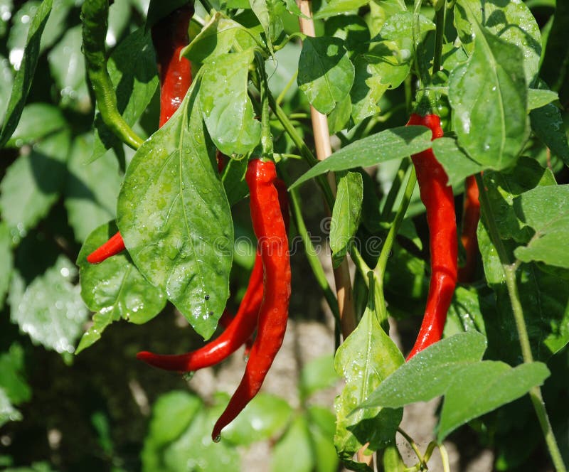 Red Chilli Peppers on Plant