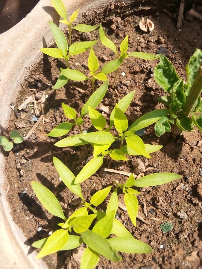 Chilli seedlings stock photo. Image of germinating, agriculture 140888340