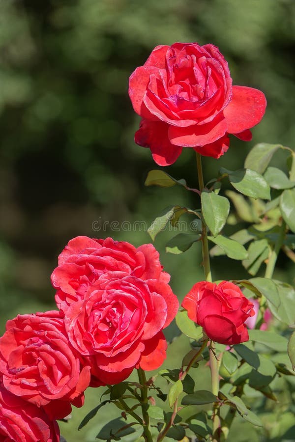 Red china roses stock photo. Image of blooming, blossom 257012056