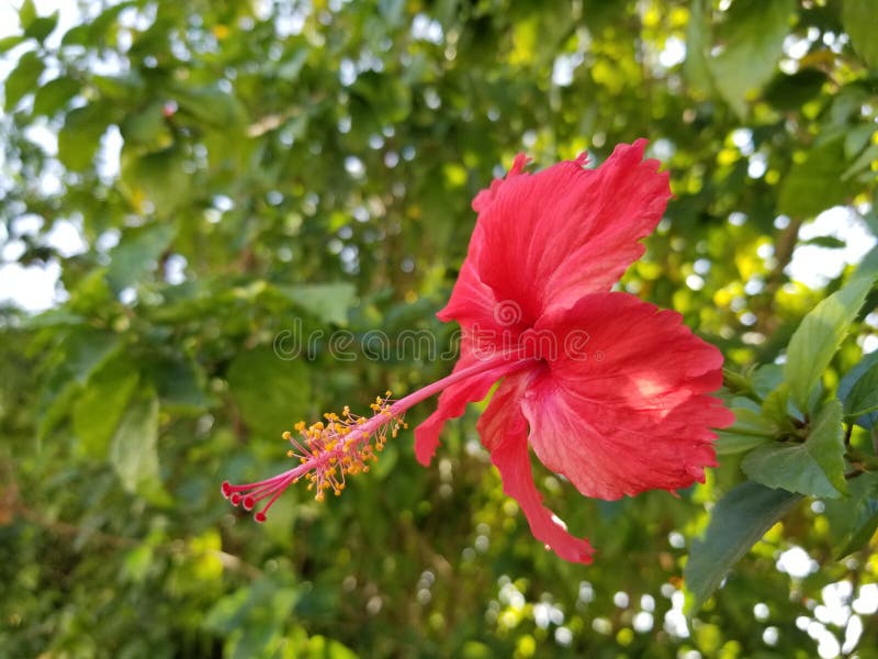 Red, Chinese Hibiscus Flower 02 Stock Image Image of mallow, blur