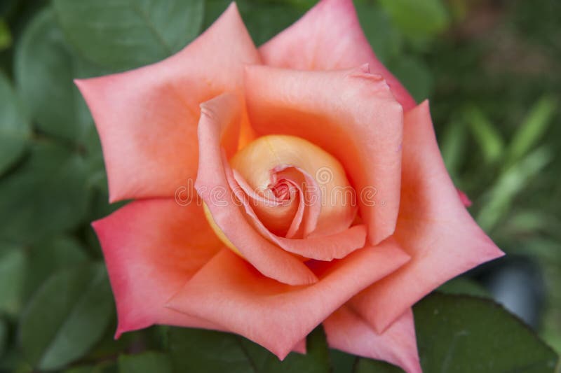 Red China Rose Rosa Chinensis Jacq Stock Image - Image of flower