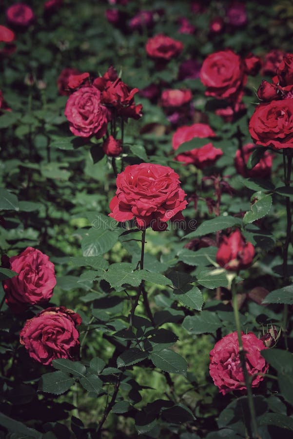 Chinese Rose in Early Summer Stock Image Image of rose, leaf 182094629