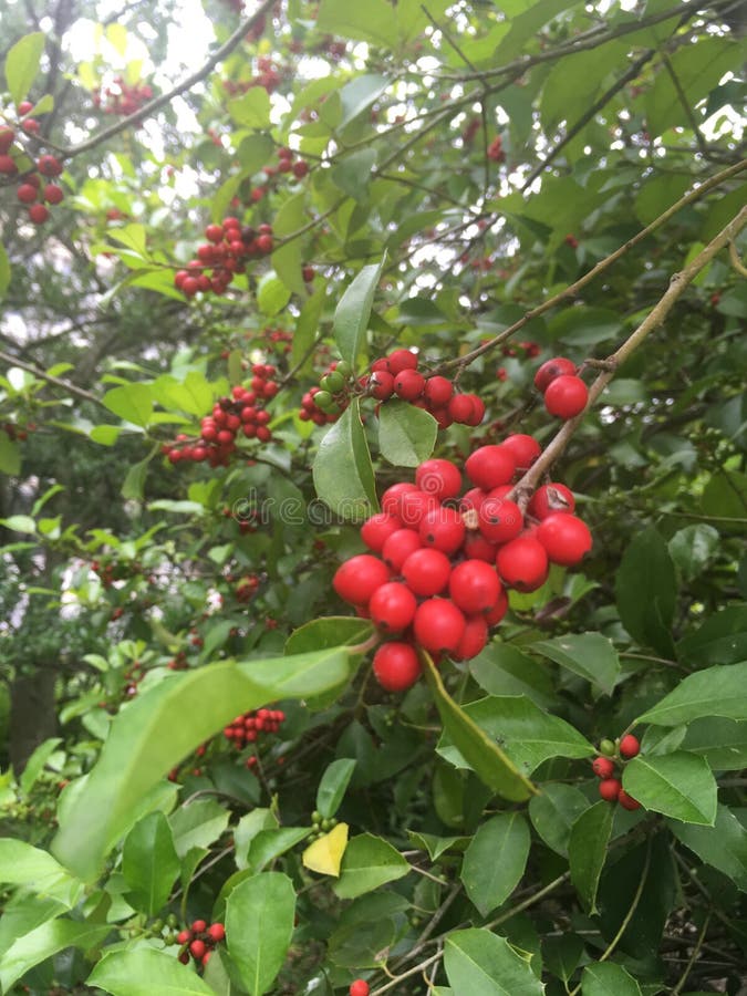 Choke Cherry Blossom stock photo. Image of choke, wild 4963514