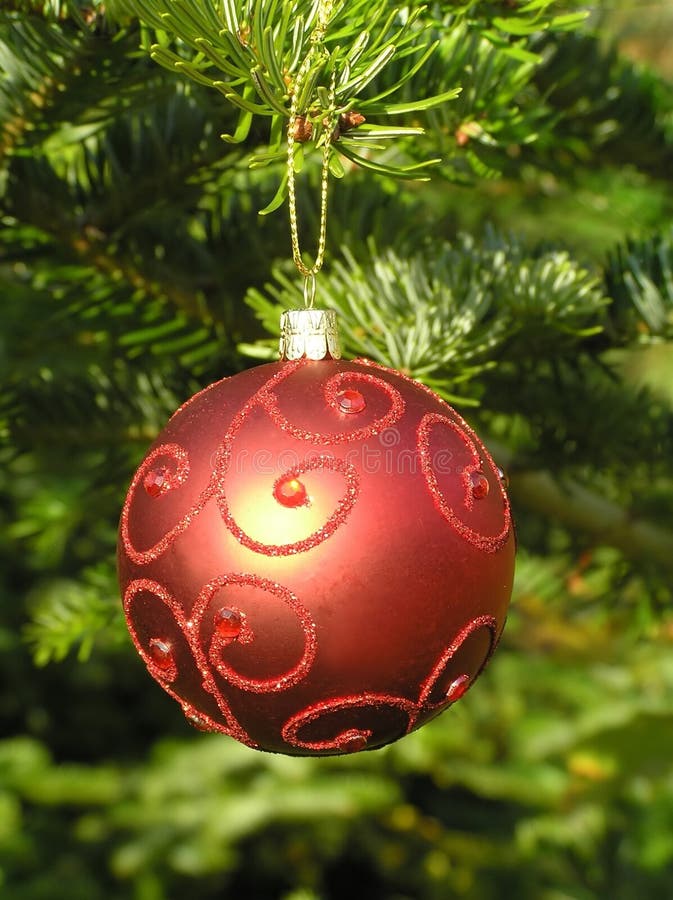 Red Christmas ball hanging on a Christmas tree royalty free stock photography