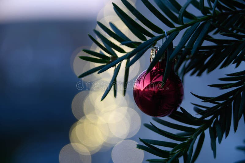 Red Christmas bauble on green needle twig royalty free stock images
