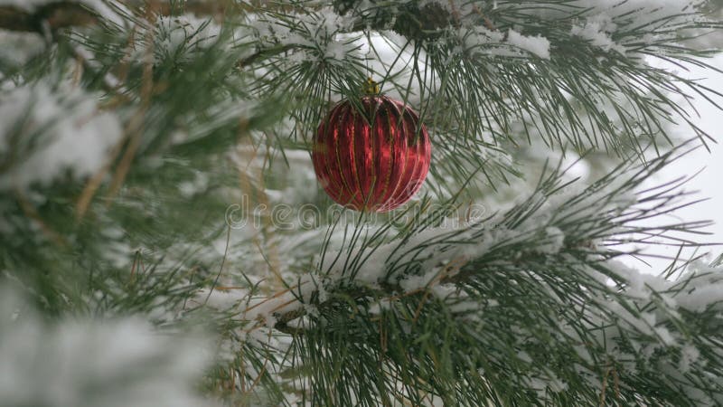 Red Christmas decorations with pine branches