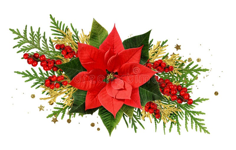 Christmas Red Poinsettia Flowers Corner Arrangement with Ribbon Stock ...