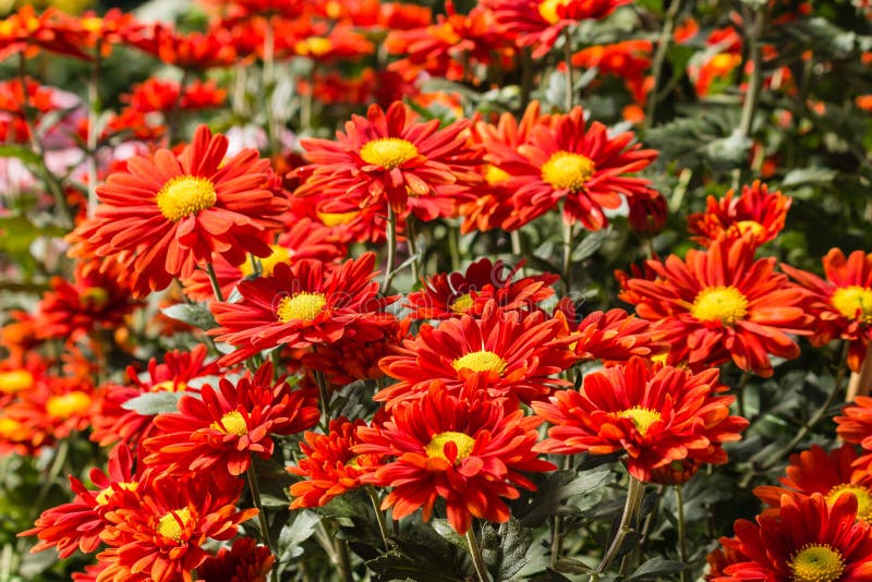 Red chrysanthemum flowers stock photo. Image of crimson 53447704