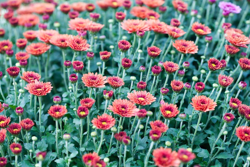 Red chrysanthemum flowers field background. Floral still life with many colorful mums. Selective focus photo royalty free stock photo Red chrysanthemum flowers field background. Floral still life with many colorful mums. Selective focus photo royalty free stock photo