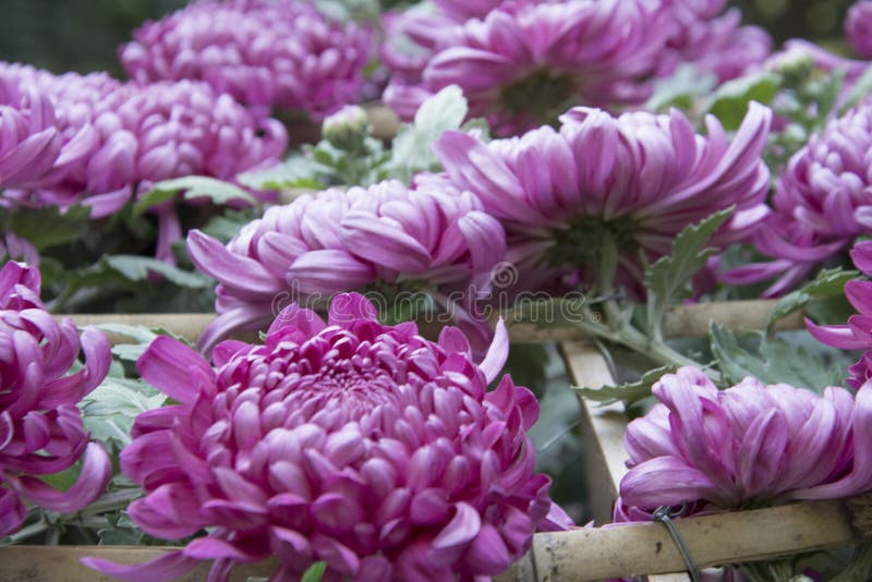 Red chrysanthemum in full bloom royalty free stock images Red chrysanthemum in full bloom royalty free stock images
