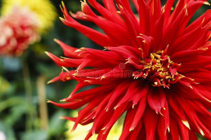 Red Chrysanthemum with Pollen Stock Photo Image of delicate, plant