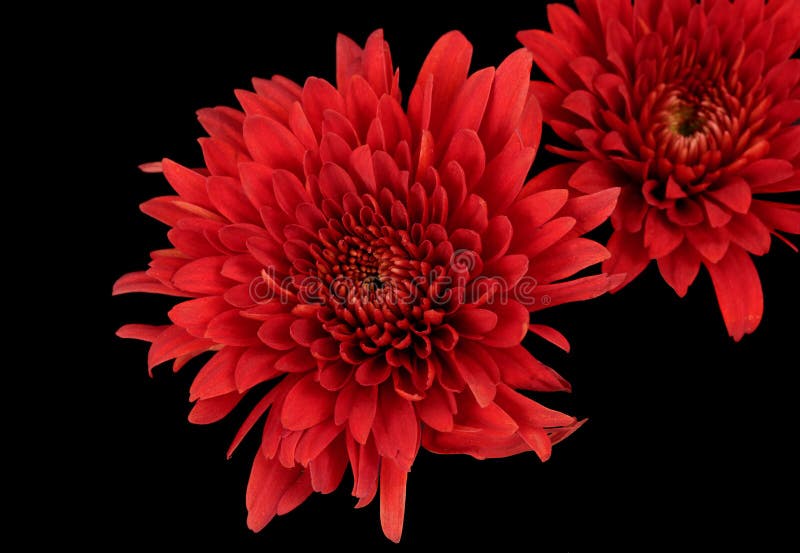 Red Chrysanthemums stock photo. Image of macro, black 11341728