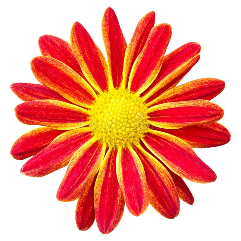 Red Chrysanthemums Daisy Flower Isolated on White Stock Image Image of nature, head 93511513