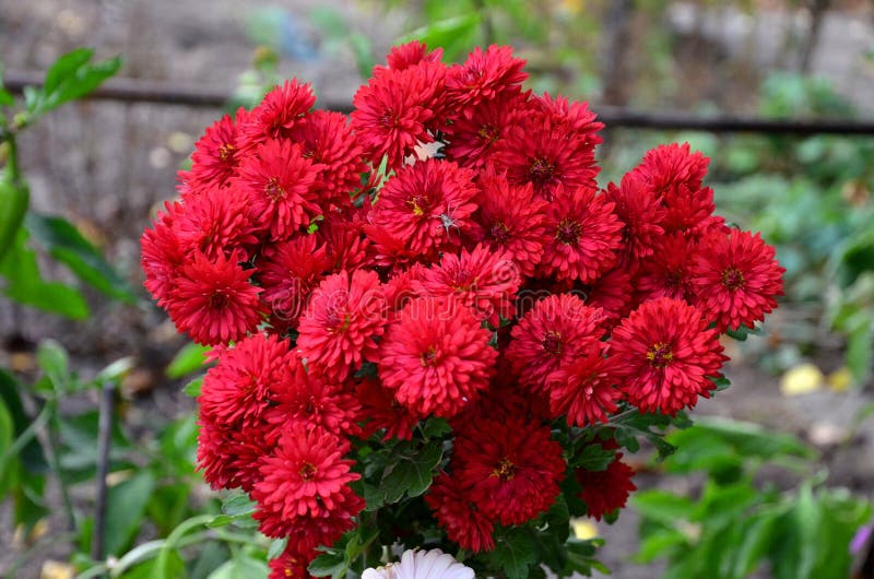 Dense Inflorescence Of Beautiful Red Chrysanthemums Closeup. Stock