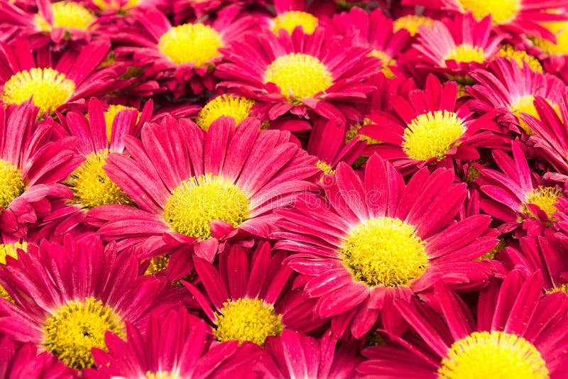 Red chrysanthemums bouquet stock photo. Image of bright 49798500