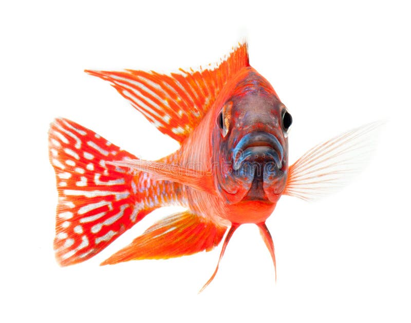Red cichlid fish, ruby red peacock fish royalty free stock photography