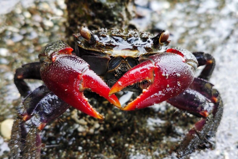 CLOSE-UP of RED CLAW CRAB stock photo. Image of arthropod - 238509106