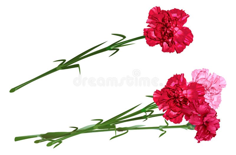 Carnation Flowers Images – Browse 1,118 Stock Photos, Vectors