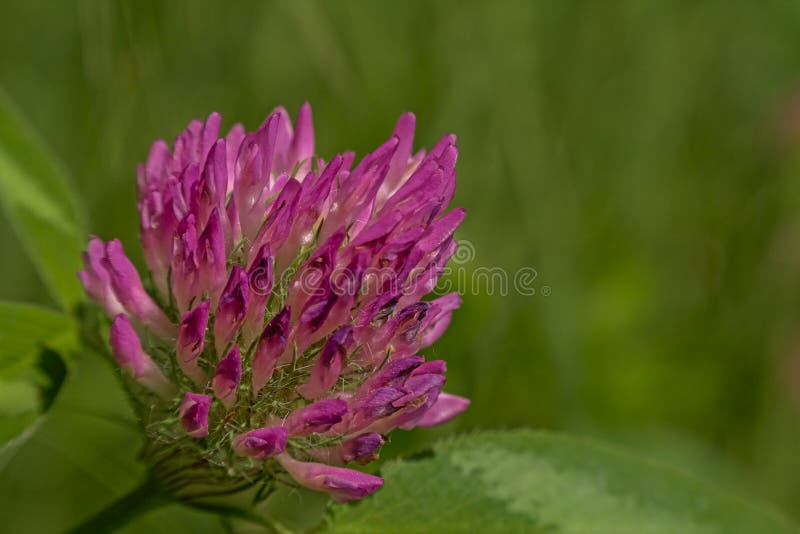 Red clover flower macro - Trifolium pratense royalty free stock image Red clover flower macro - Trifolium pratense royalty free stock image