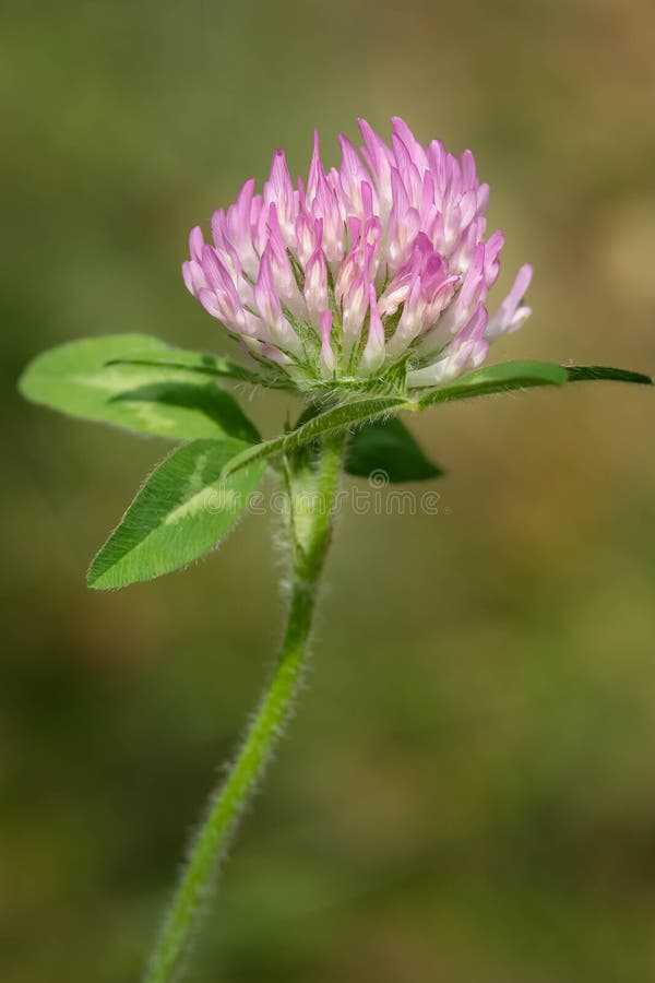 Red Clover - Trifolium pratense