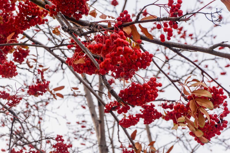 Red Clusters of Mountain Ash on a Branch in Winter, Red Bunches of ...