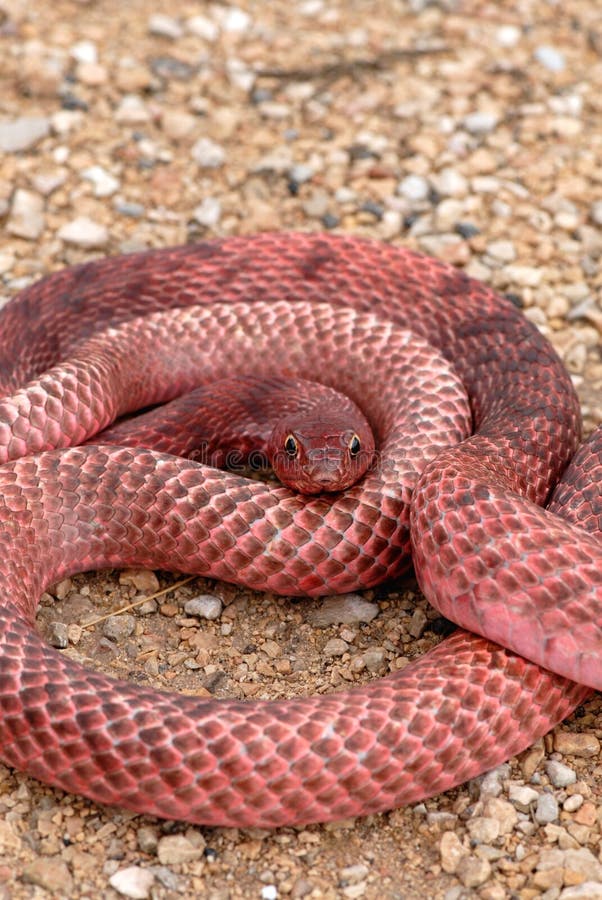 Red Coachwhip Snake stock photo. Image of masticophis 3461122
