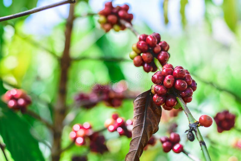 Red Coffee Beans on a Branch of Coffee Tree Stock Image Image of leaf