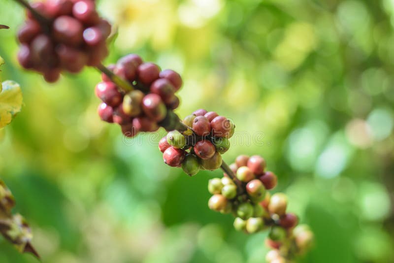 Red Coffee Beans on a Branch of Coffee Tree. Stock Photo Image of
