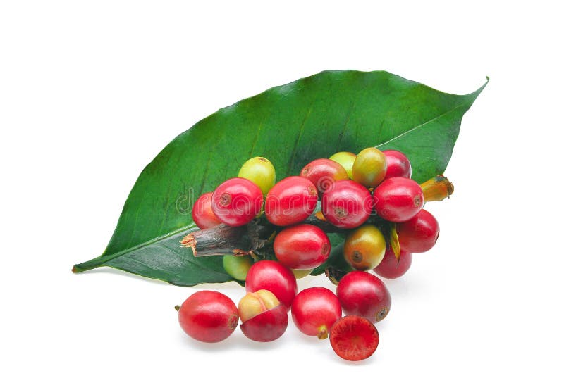 Red Coffee Beans with Coffee Leaf Isolated on White Stock Photo Image
