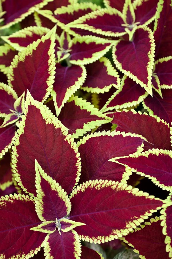redhand coleus redhand coleus