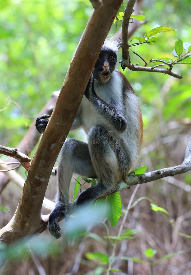 Red Colobus monkey look from tree in forest. Red face monkey stock images, royalty-free photos and pictures