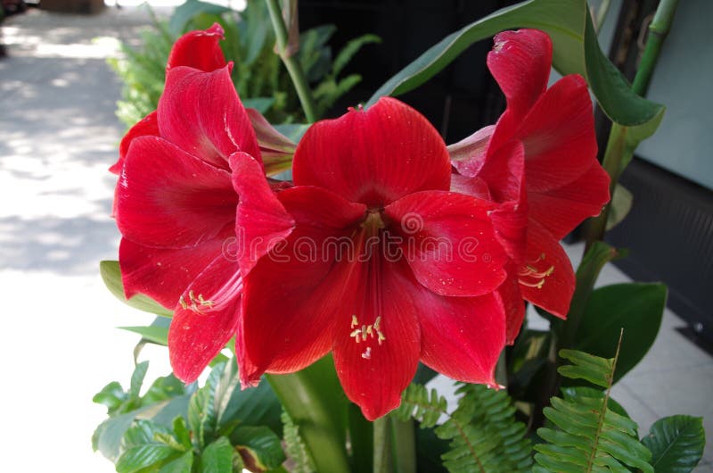 Red color beautiful flower stock image. Image of nature 144458541