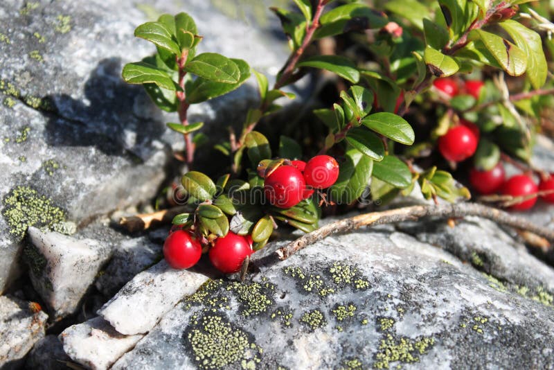 Red Color Cowberry berry on stone Close up Natural background view. Wild berries in nature concept stock photography Red Color Cowberry berry on stone Close up Natural background view. Wild berries in nature concept stock photography