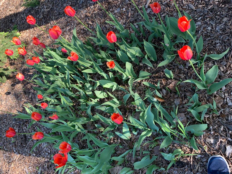 Red color flowers stock photo. Image of wildflower, color 186991066